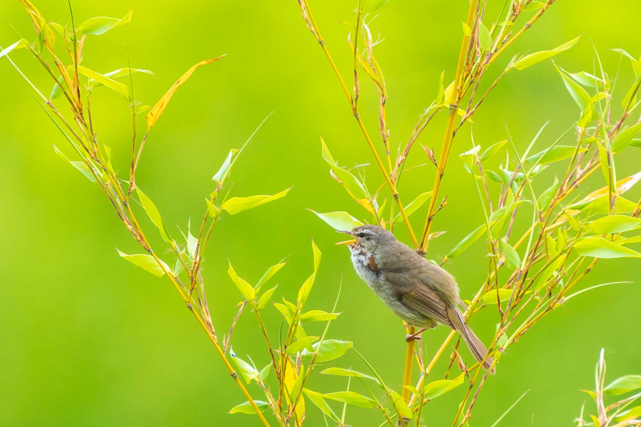 三重県上野森林公園 ウグイスの写真