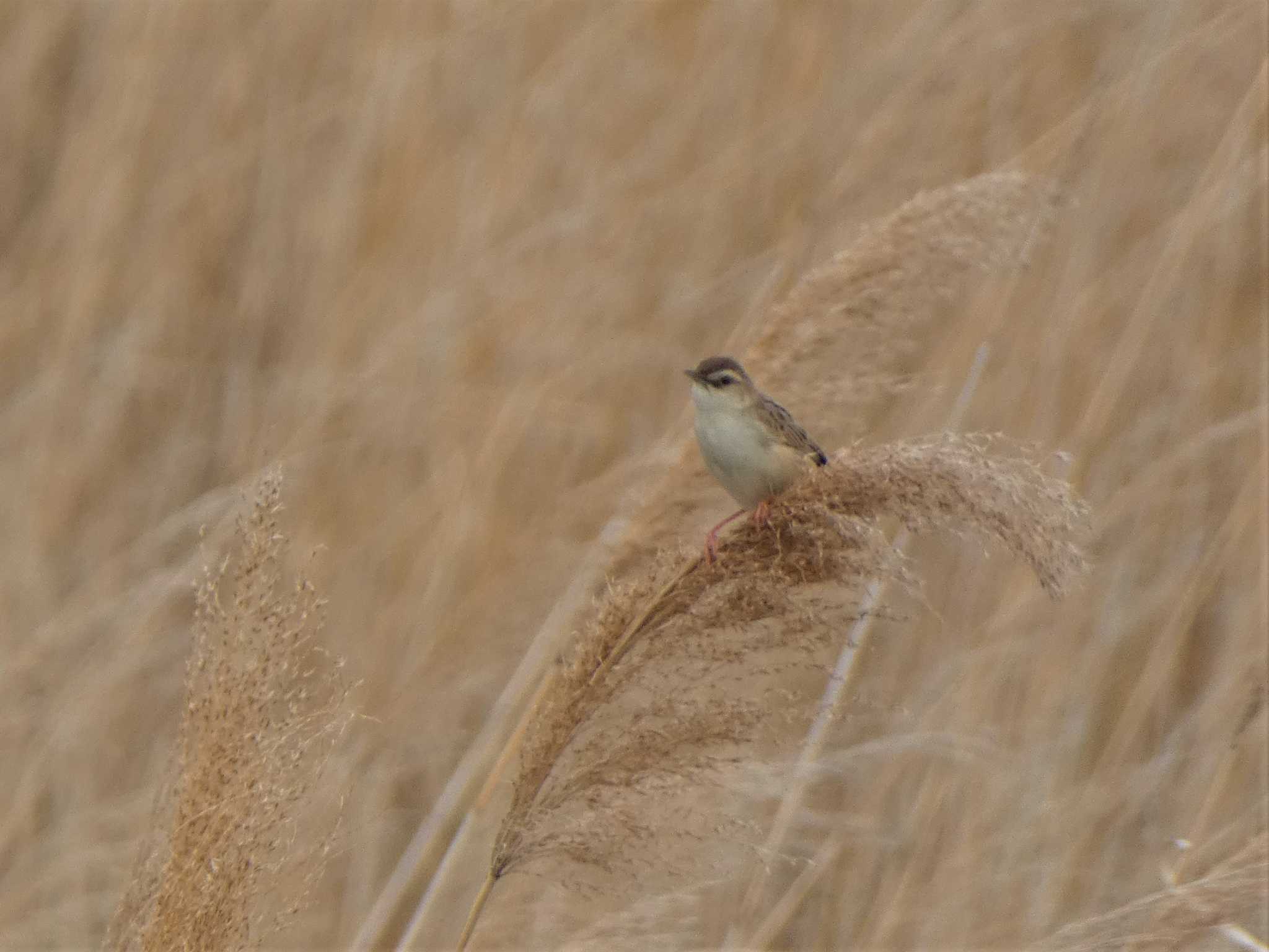 Zitting Cisticola