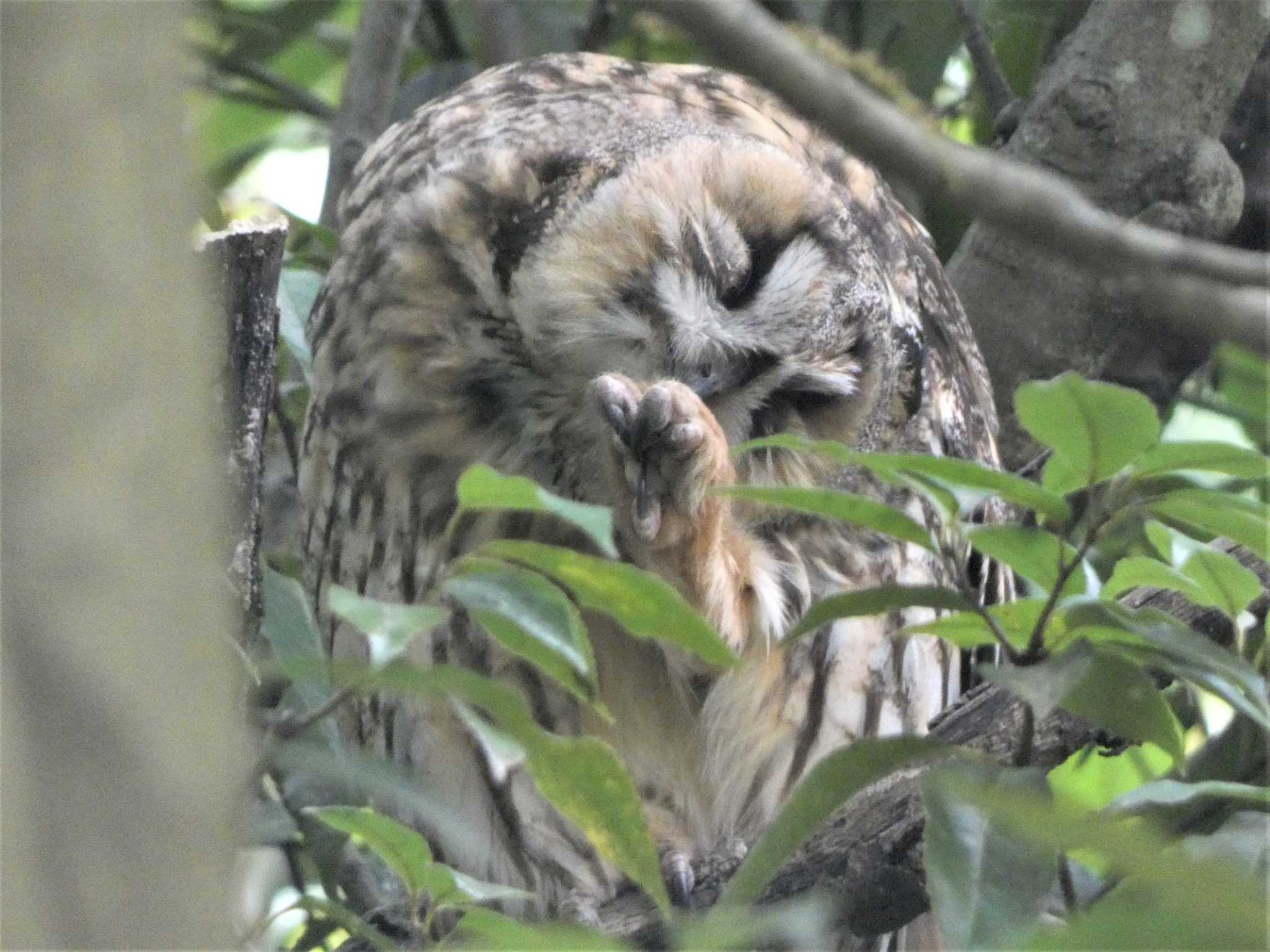 Long-eared Owl