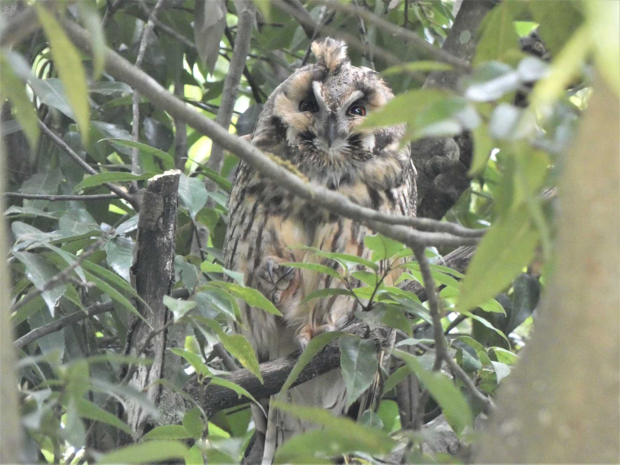 Long-eared Owl