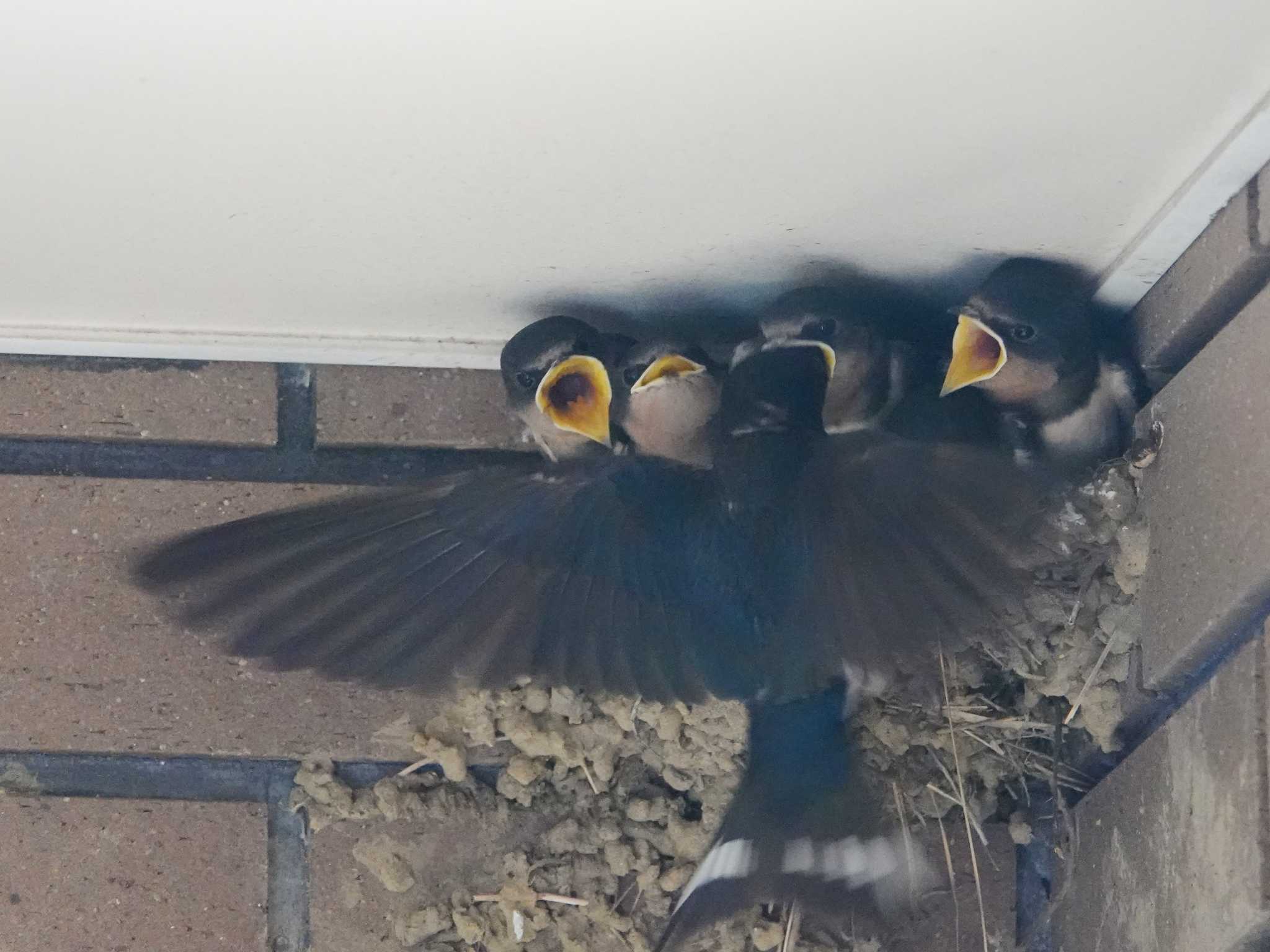 Photo of Barn Swallow at 道の駅　滝山 by ぴろり