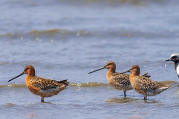 Asian Dowitcher Daijugarami Higashiyoka Coast Mon, 4/29/2013