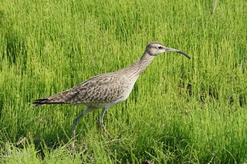 Eurasian Whimbrel 千葉 Sat, 5/1/2021