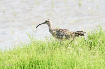 チュウシャクシギ 千葉 2021年5月1日(土)