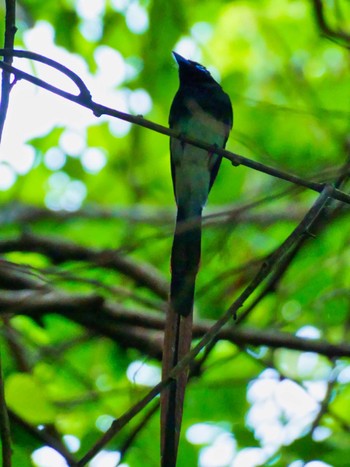 サンコウチョウ 早戸川林道 2021年5月16日(日)