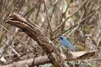 2021年5月15日(土) 柳沢峠の野鳥観察記録