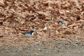 コルリ 柳沢峠 2021年5月15日(土)