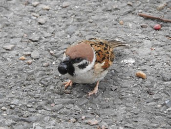 Eurasian Tree Sparrow 中央区鉄砲洲児童公園 Wed, 5/12/2021