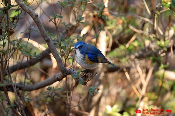 Red-flanked Bluetail 富士森公園 Tue, 2/23/2021