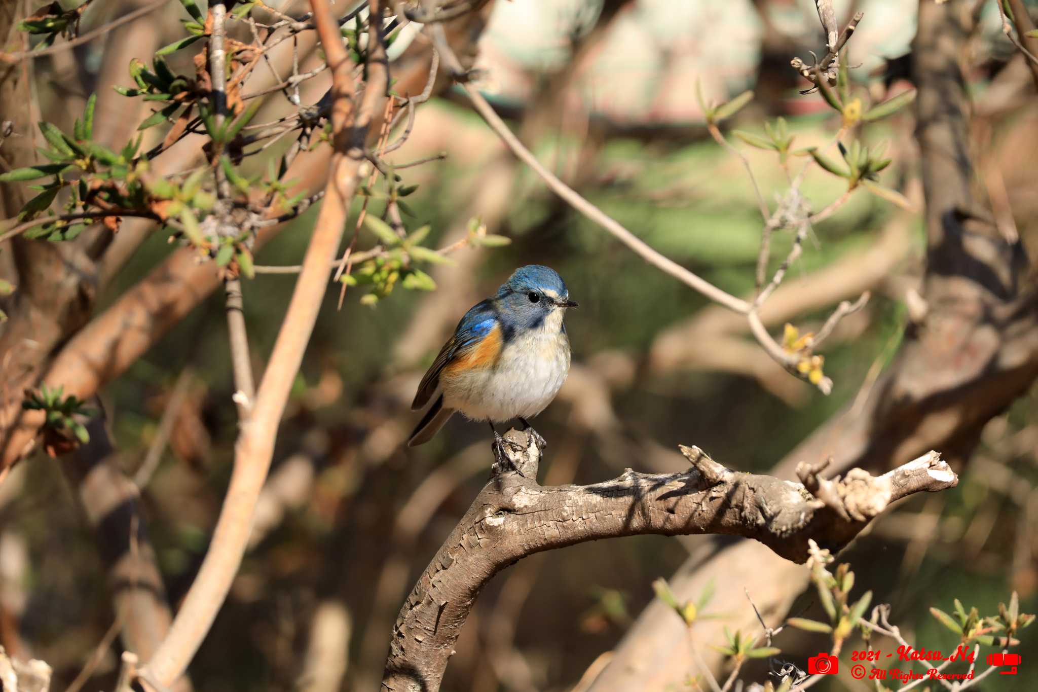 Photo of Red-flanked Bluetail at 富士森公園 by katugon