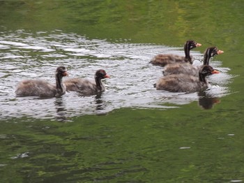 2021年5月17日(月) 石神井公園の野鳥観察記録