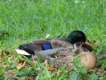 マガモ 豊ヶ丘南公園 2021年5月15日(土)