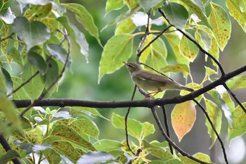 Japanese Leaf Warbler Osaka castle park Sat, 9/26/2020