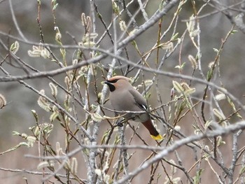 Bohemian Waxwing Senjogahara Marshland Sun, 5/9/2021