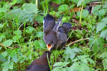 カワガラス 上高地 2016年5月12日(木)