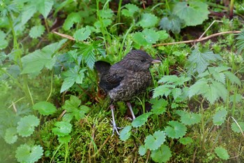 カワガラス 上高地 2016年5月12日(木)