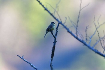 アオジ 上高地 2016年5月12日(木)