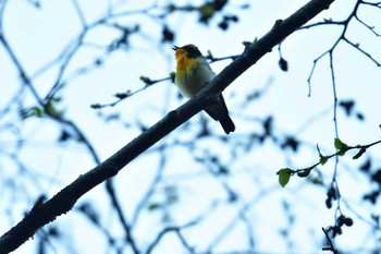 キビタキ 上高地 2016年5月12日(木)