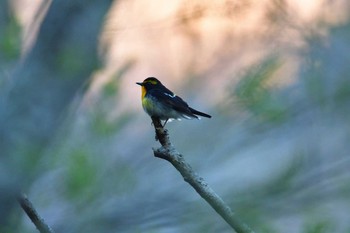 キビタキ 上高地 2016年5月12日(木)