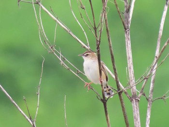 2021年5月15日(土) 多摩川（中野島）の野鳥観察記録