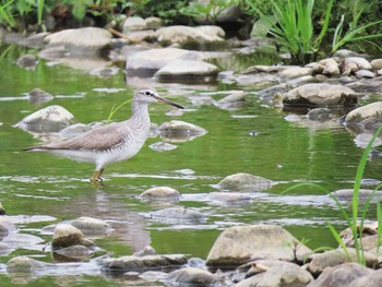 キアシシギ 多摩川（中野島） 2021年5月15日(土)