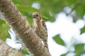 コゲラ 館山野鳥の森 2021年5月15日(土)