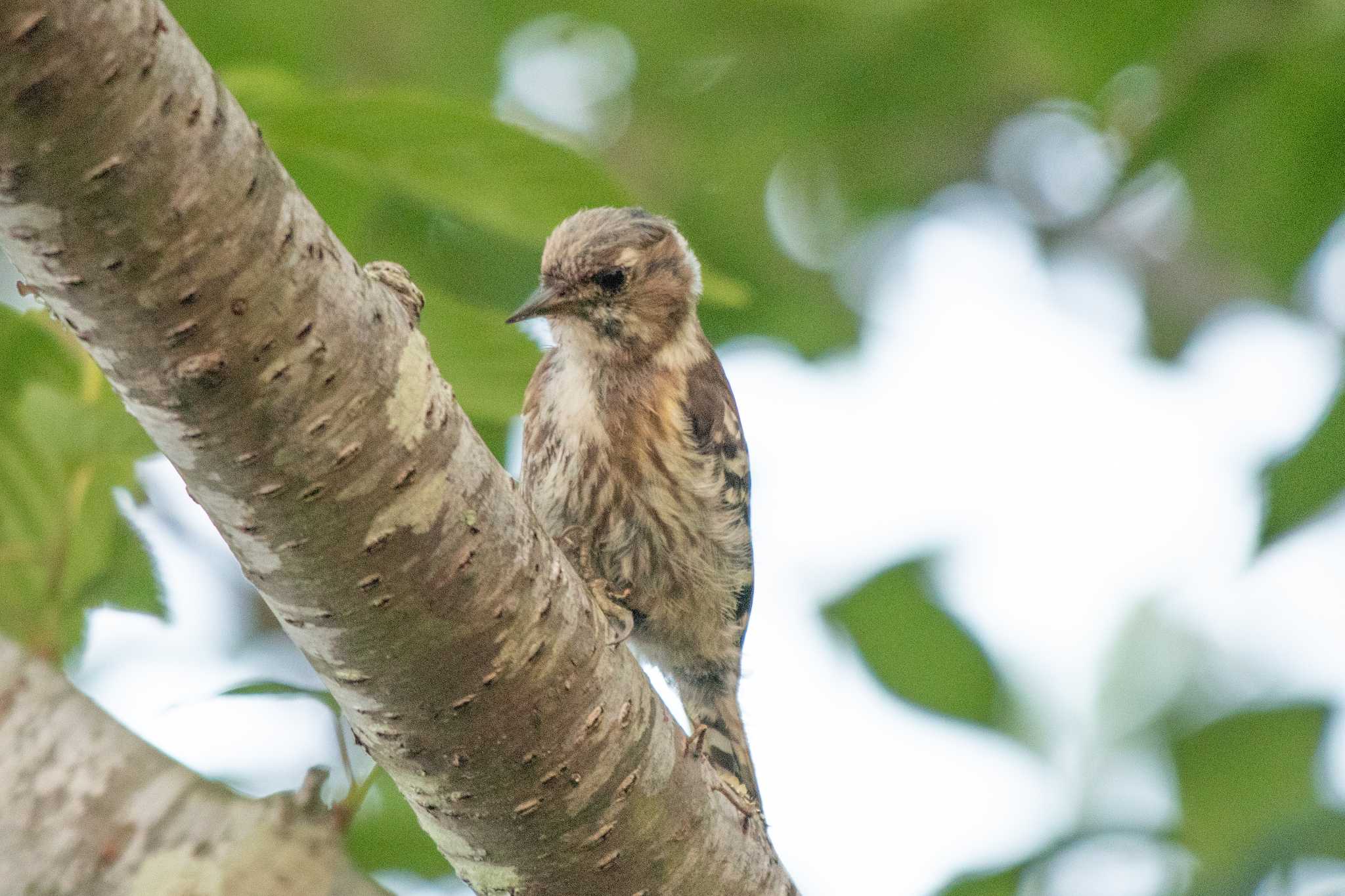 Japanese Pygmy Woodpecker