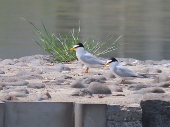 2021年5月8日(土) 多摩川二ヶ領宿河原堰の野鳥観察記録