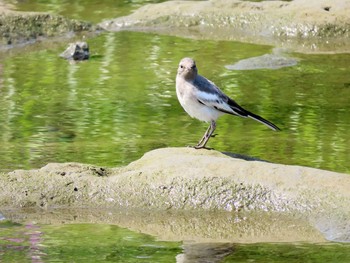 ハクセキレイ 多摩川二ヶ領宿河原堰 2021年5月8日(土)