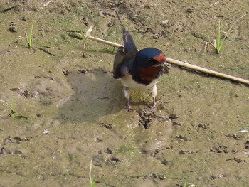 2021年5月5日(水) 多摩川（稲城長沼）の野鳥観察記録