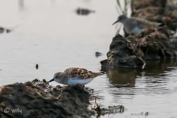 Little Stint 千葉 Sat, 5/1/2021