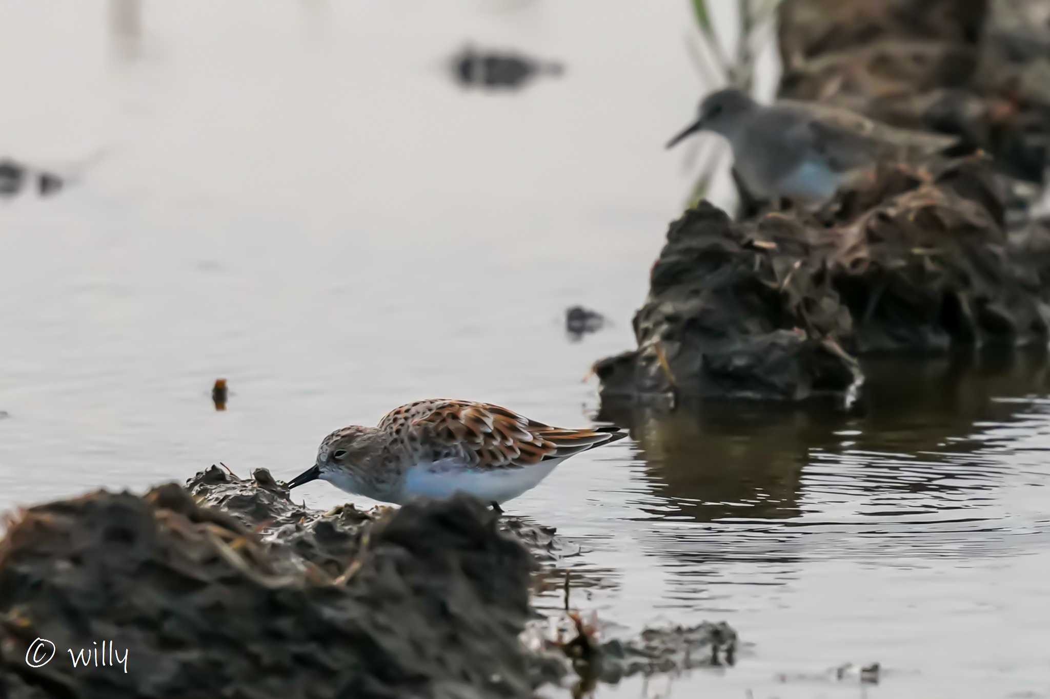 Photo of Little Stint at 千葉 by willy