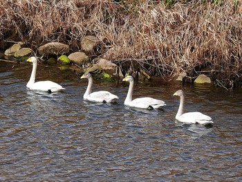 オオハクチョウ 宮城県仙台市・梅田川 2017年2月26日(日)