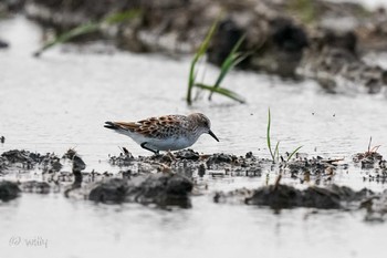 Little Stint 千葉 Sat, 5/1/2021