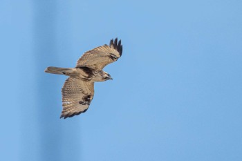 Sat, 2/27/2021 Birding report at 皿池(明石市大久保町)