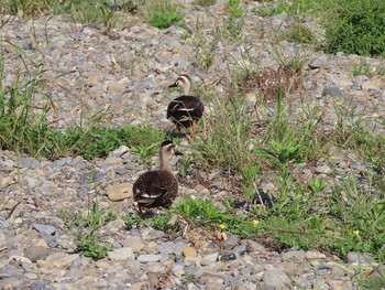 カルガモ 多摩川（稲城長沼～南多摩） 2021年5月3日(月)