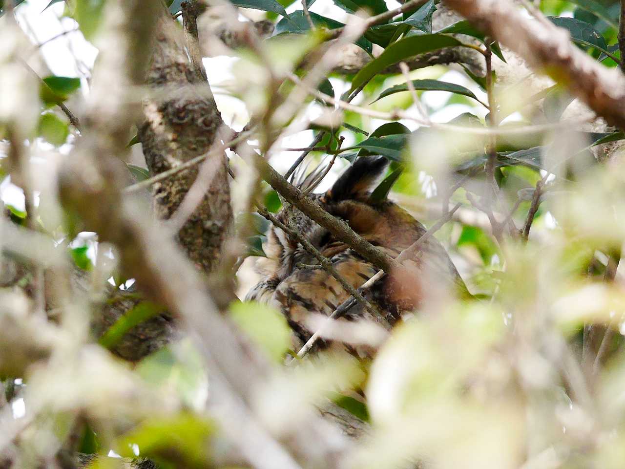 Photo of Long-eared Owl at 宮城県仙台市・仙台市農業園芸センター by ごりぺん