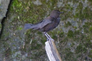 2021年5月18日(火) 福井緑地(札幌市西区)の野鳥観察記録