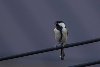 Japanese Tit 奈良市 Tue, 5/18/2021