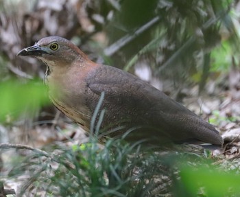 Japanese Night Heron 東京都 Mon, 5/17/2021