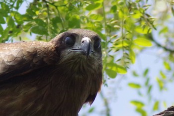 Black Kite 大王わさび農園 Sat, 5/15/2021