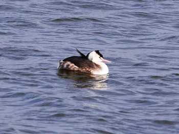 Sun, 2/26/2017 Birding report at 大沼(宮城県仙台市)