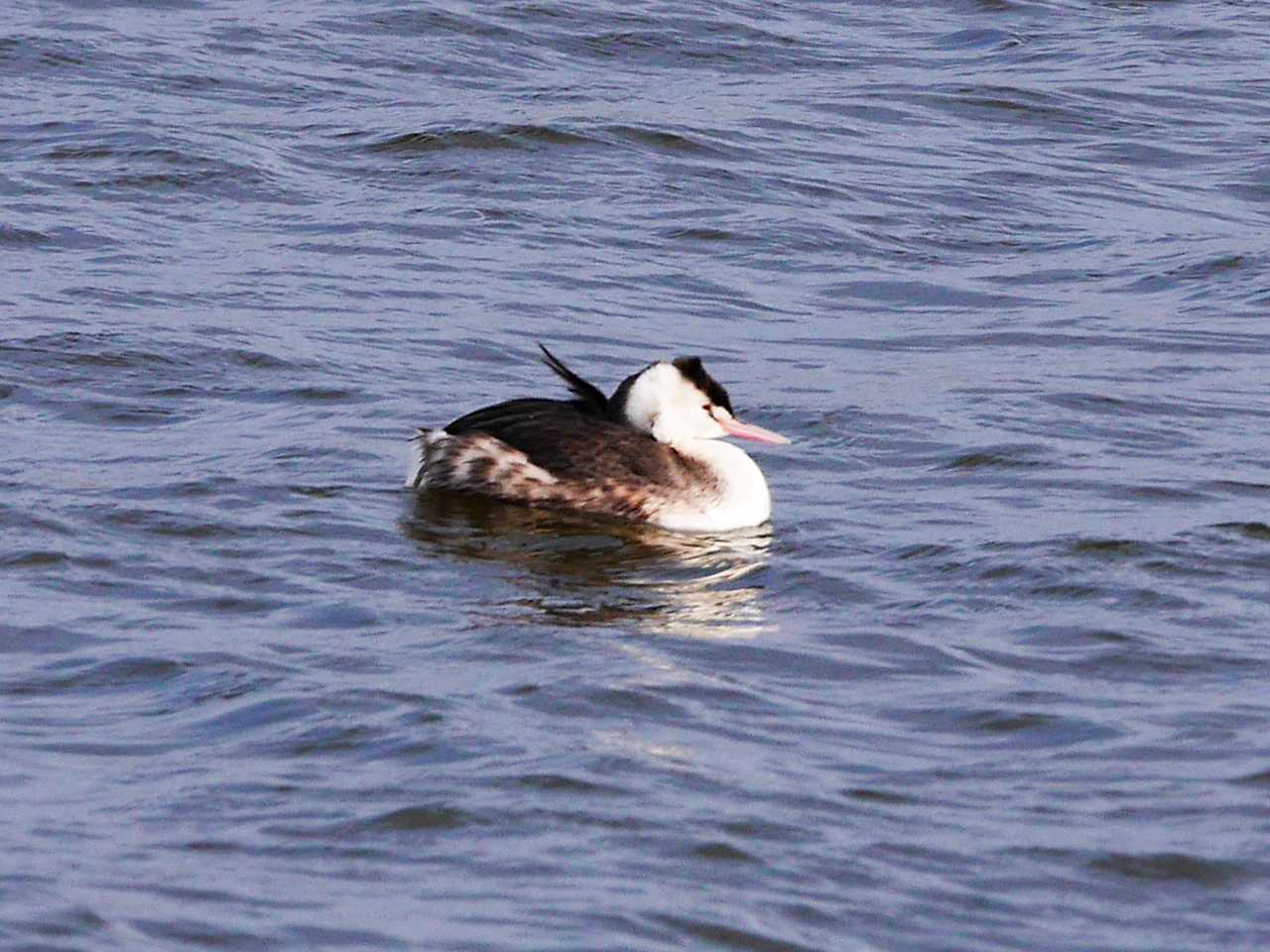 Photo of Great Crested Grebe at 大沼(宮城県仙台市) by ごりぺん