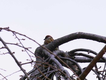 2017年3月5日(日) 宮城県仙台市・榴岡天満宮の野鳥観察記録