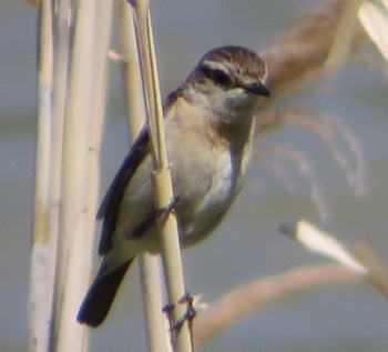 Whinchat