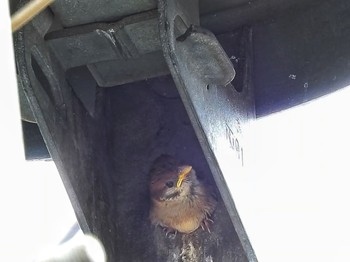 2021年5月16日(日) 東京都の野鳥観察記録