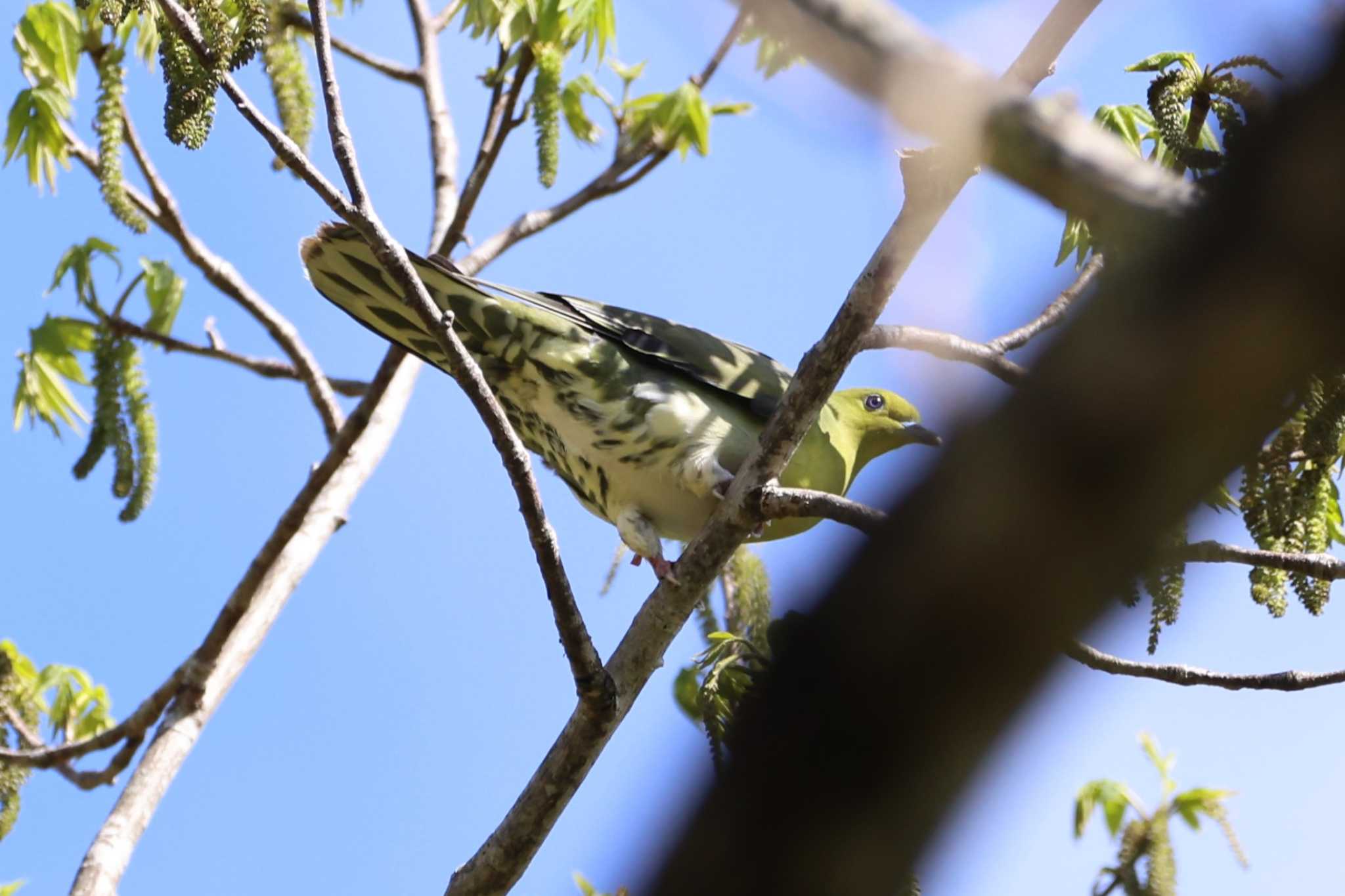 White-bellied Green Pigeon