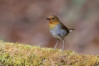 Tue, 5/18/2021 Birding report at Yanagisawa Pass