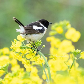 Amur Stonechat 北海道安平町 Mon, 5/17/2021