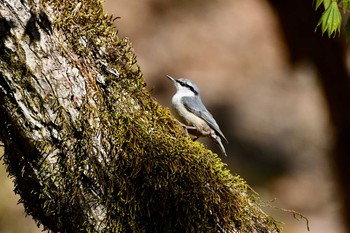 ゴジュウカラ 柳沢峠 2021年5月10日(月)